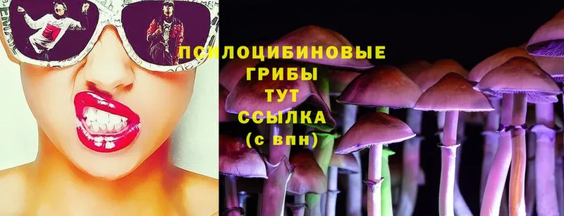 Псилоцибиновые грибы Cubensis  mega ССЫЛКА  Тверь 